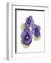 Easter Blessing Flower IX-Kathleen Parr McKenna-Framed Art Print