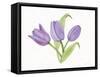 Easter Blessing Flowers II-Kathleen Parr McKenna-Framed Stretched Canvas