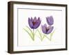 Easter Blessing Flowers VII-Kathleen Parr McKenna-Framed Art Print