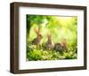 Easter Bunnies in Sunny Meadow-null-Framed Art Print