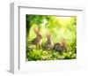 Easter Bunnies in Sunny Meadow-null-Framed Art Print