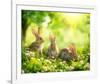 Easter Bunnies in Sunny Meadow-null-Framed Art Print