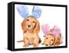 Easter Bunny Dachshunds Puppies-Hannamariah-Framed Stretched Canvas