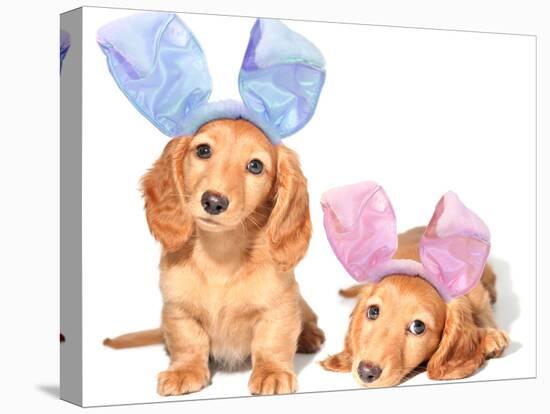 Easter Bunny Dachshunds Puppies-Hannamariah-Stretched Canvas