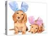 Easter Bunny Dachshunds Puppies-Hannamariah-Stretched Canvas