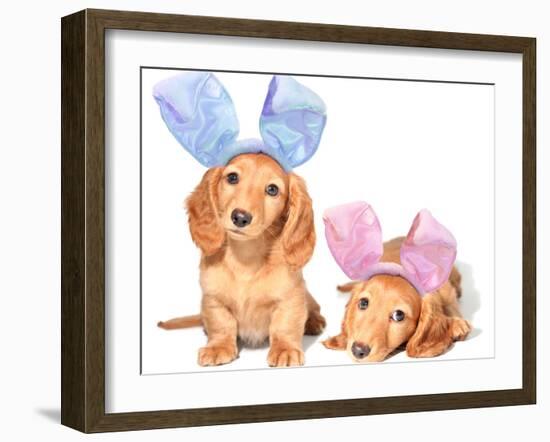 Easter Bunny Dachshunds Puppies-Hannamariah-Framed Photographic Print