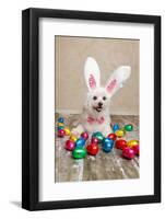 Easter Bunny Dog With Chocolate Easter Eggs-lovleah-Framed Photographic Print