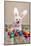 Easter Bunny Dog With Chocolate Easter Eggs-lovleah-Mounted Photographic Print