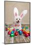 Easter Bunny Dog With Chocolate Easter Eggs-lovleah-Mounted Photographic Print