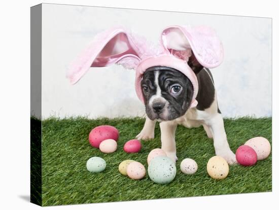 Easter Bunny Puppy-JStaley401-Stretched Canvas