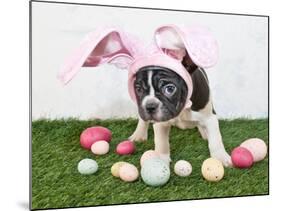 Easter Bunny Puppy-JStaley401-Mounted Photographic Print