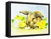 Easter Bunny with Primrose and Chick-Diane Matthes-Framed Stretched Canvas