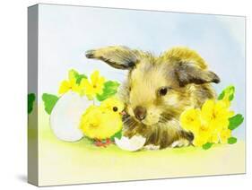 Easter Bunny with Primrose and Chick-Diane Matthes-Stretched Canvas