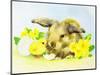 Easter Bunny with Primrose and Chick-Diane Matthes-Mounted Giclee Print