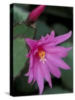 Easter Cactus Flower and Bud, Washington, USA-null-Stretched Canvas