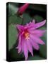 Easter Cactus Flower and Bud, Washington, USA-null-Stretched Canvas