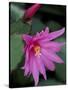 Easter Cactus Flower and Bud, Washington, USA-null-Stretched Canvas