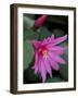 Easter Cactus Flower and Bud, Washington, USA-null-Framed Photographic Print