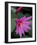 Easter Cactus Flower and Bud, Washington, USA-null-Framed Photographic Print