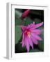 Easter Cactus Flower and Bud, Washington, USA-null-Framed Photographic Print