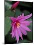 Easter Cactus Flower and Bud, Washington, USA-null-Mounted Photographic Print