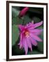 Easter Cactus Flower and Bud, Washington, USA-null-Framed Photographic Print