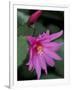 Easter Cactus Flower and Bud, Washington, USA-null-Framed Photographic Print