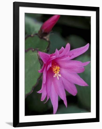 Easter Cactus Flower and Bud, Washington, USA-null-Framed Photographic Print