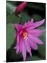 Easter Cactus Flower and Bud, Washington, USA-null-Mounted Photographic Print