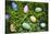 Easter Eggs on Grass-Tim Pannell-Stretched Canvas