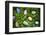 Easter Eggs on Grass-Tim Pannell-Framed Photographic Print