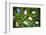 Easter Eggs on Grass-Tim Pannell-Framed Photographic Print