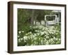 Easter Lilies, New Smyrna Beach, Volusia, Florida, USA-Lisa S. Engelbrecht-Framed Photographic Print