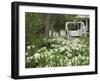 Easter Lilies, New Smyrna Beach, Volusia, Florida, USA-Lisa S. Engelbrecht-Framed Photographic Print