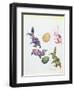 Easter Rabbits-George Adamson-Framed Giclee Print