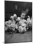 Easter Toys-Hansel Mieth-Mounted Premium Photographic Print