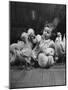 Easter Toys-Hansel Mieth-Mounted Photographic Print