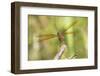 Eastern Amberwing Dragonfly Male at Wetland, Marion County, Il-Richard and Susan Day-Framed Photographic Print