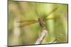 Eastern Amberwing Dragonfly Male at Wetland, Marion County, Il-Richard and Susan Day-Mounted Photographic Print