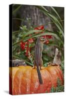 Eastern American Chipmunk on Pumpkin-Gary Carter-Stretched Canvas