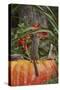 Eastern American Chipmunk on Pumpkin-Gary Carter-Stretched Canvas