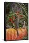 Eastern American Chipmunk on Pumpkin-Gary Carter-Framed Stretched Canvas