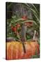 Eastern American Chipmunk on Pumpkin-Gary Carter-Stretched Canvas