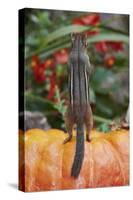 Eastern American Chipmunk on Pumpkin-Gary Carter-Stretched Canvas