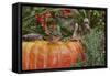 Eastern American Chipmunk on Pumpkin-Gary Carter-Framed Stretched Canvas