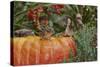 Eastern American Chipmunk on Pumpkin-Gary Carter-Stretched Canvas