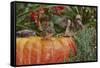 Eastern American Chipmunk on Pumpkin-Gary Carter-Framed Stretched Canvas