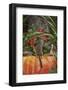 Eastern American Chipmunk on Pumpkin-Gary Carter-Framed Photographic Print