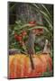 Eastern American Chipmunk on Pumpkin-Gary Carter-Mounted Photographic Print