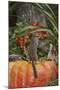 Eastern American Chipmunk on Pumpkin-Gary Carter-Mounted Photographic Print